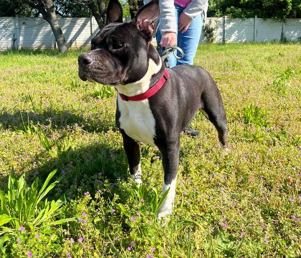 ZARA PIT CERCA CASA  Foto 3